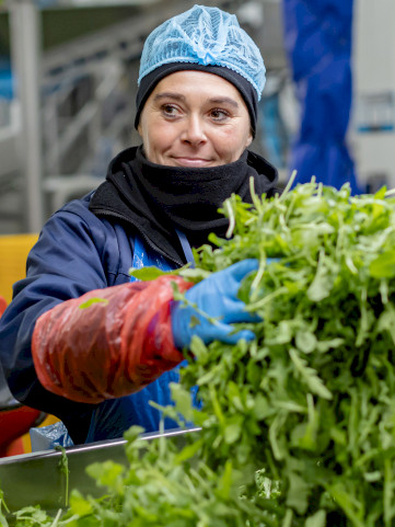 A photo of an employee selecting clean and carefully selected salads.
