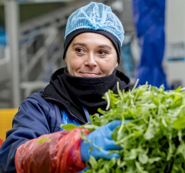 A photo of an employee selecting clean and carefully selected salads.